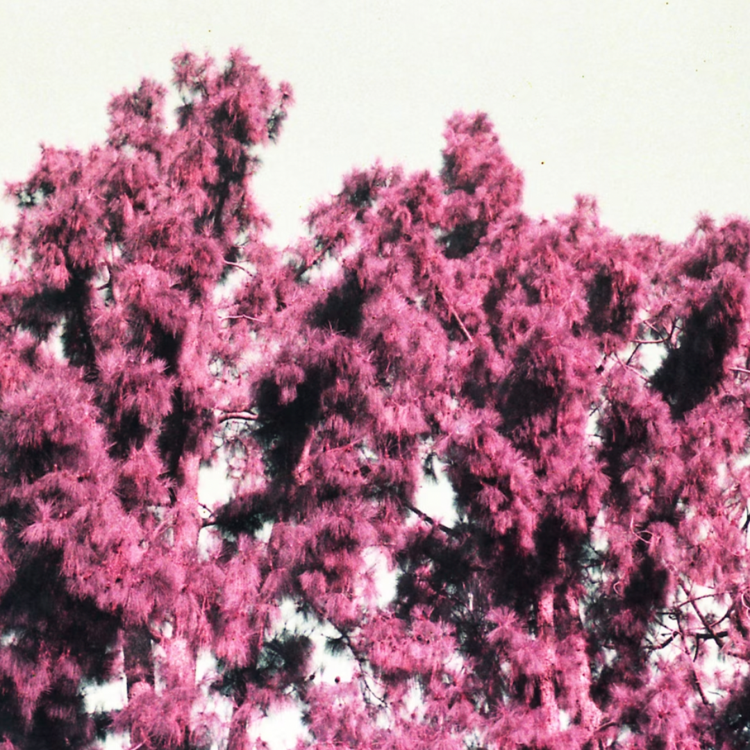 aerochrome photo